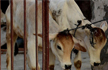 Govt asks states to file FIRs over violence in name of cow protection